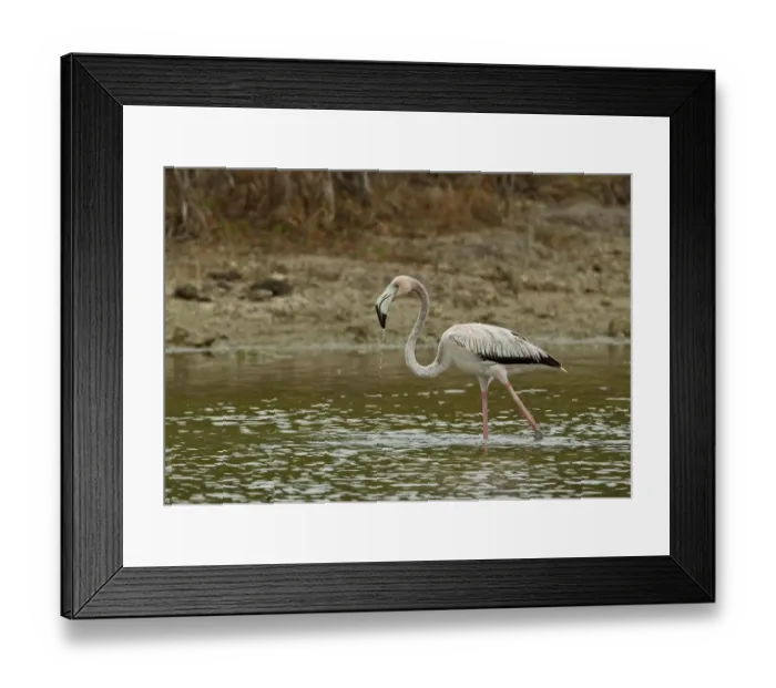 Framed Print : Caribbean Flamingo (Phoenicopterus ruber) immature, with water dripping from beak, walking in lagoon, Zapata Peninsula Framed Print : Caribbean Flamingo (Phoenicopterus ruber) immature, with water dripping from beak, walking in lagoon, Zapata Peninsula