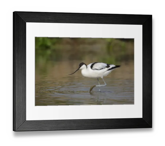 Framed Print : Eurasian Avocet (Recurvirostra avosetta) immature, walking in shallow water, Long Valley, New Territories, Hong Kong Framed Print : Eurasian Avocet (Recurvirostra avosetta) immature, walking in shallow water, Long Valley, New Territories, Hong Kong