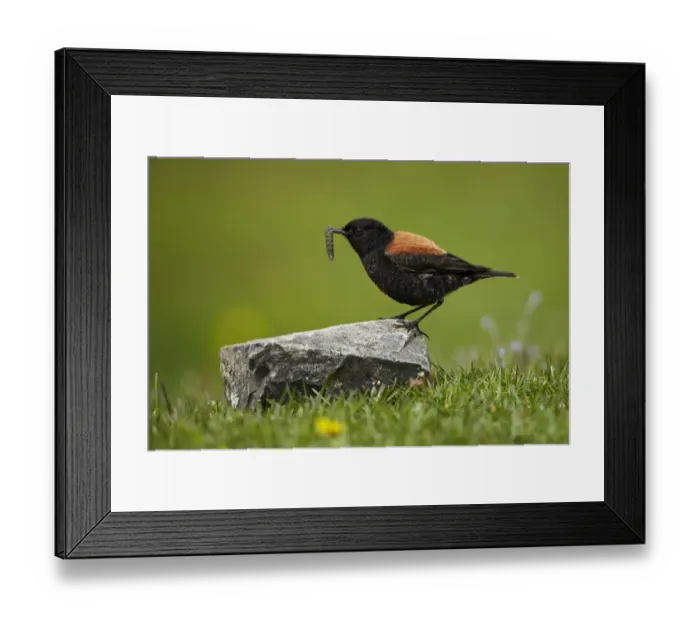 Framed Print : Austral Negrito (Lessonia rufa) adult male, moulting plumage, with grub in beak, Torres del Paine N. P