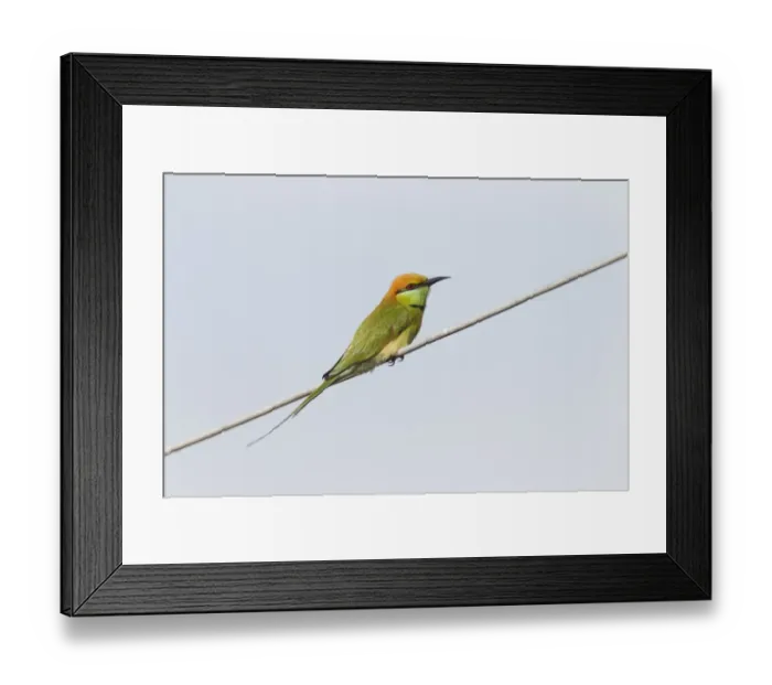 Framed Print : Little Green Bee-eater (Merops orientalis) adult, perched on wire, Mekong Delta, Vietnam, December Framed Print : Little Green Bee-eater (Merops orientalis) adult, perched on wire, Mekong Delta, Vietnam, December