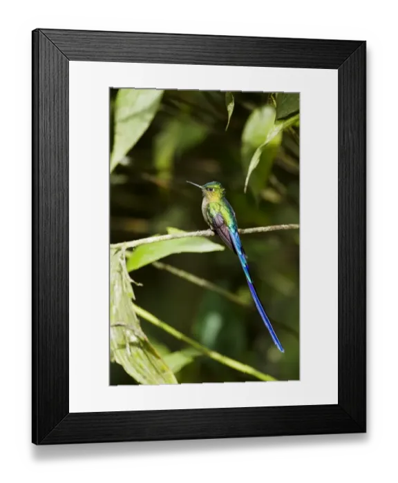 Framed Print : Violet-tailed Sylph (Aglaiocercus coelestis) adult male, perched on twig in montane rainforest, Andes, Ecuador Framed Print : Violet-tailed Sylph (Aglaiocercus coelestis) adult male, perched on twig in montane rainforest, Andes, Ecuador
