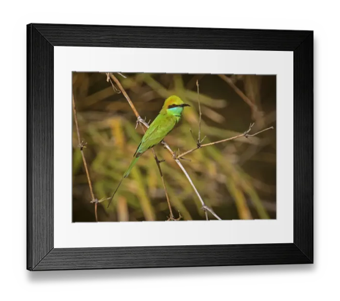Framed Print : Little Green Bee-eater (Merops orientalis orientalis) adult, perched on twig, Bandhavgarh N. P Framed Print : Little Green Bee-eater (Merops orientalis orientalis) adult, perched on twig, Bandhavgarh N. P