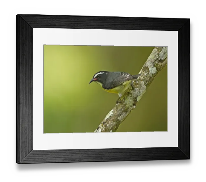 Framed Print : Bananaquit (Coereba flaveola martinicana) adult, perched on branch, Fond Doux Plantation, St Framed Print : Bananaquit (Coereba flaveola martinicana) adult, perched on branch, Fond Doux Plantation, St