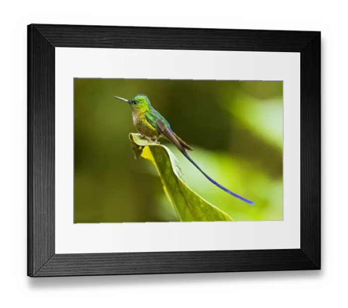 Framed Print : Violet-tailed Sylph (Aglaiocercus coelestis) adult male, perched on leaf in montane rainforest, Andes, Ecuador