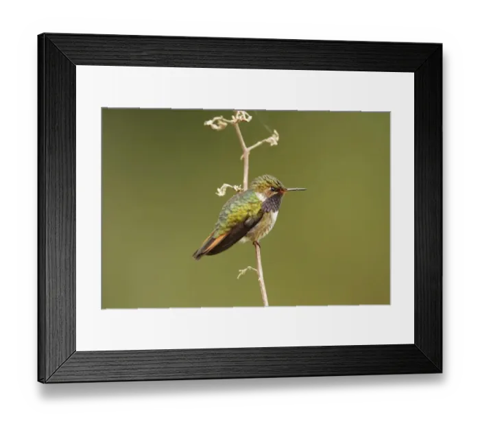 Framed Print : Volcano Hummingbird (Selasphorus flammula) adult male, perched on stem, Costa Rica, January Framed Print : Volcano Hummingbird (Selasphorus flammula) adult male, perched on stem, Costa Rica, January