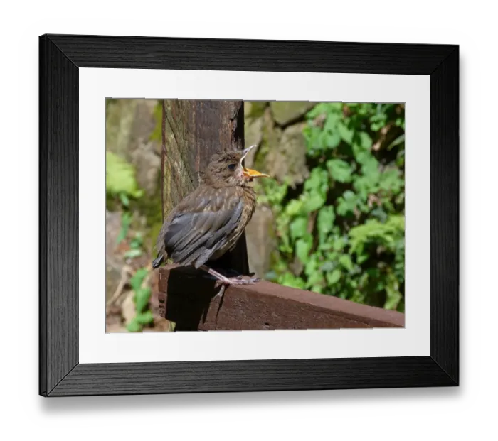 Framed Print : European Blackbird (Turdus merula) young fledgling, calling for food, perched on wooden fence, Cannobina Valley Framed Print : European Blackbird (Turdus merula) young fledgling, calling for food, perched on wooden fence, Cannobina Valley