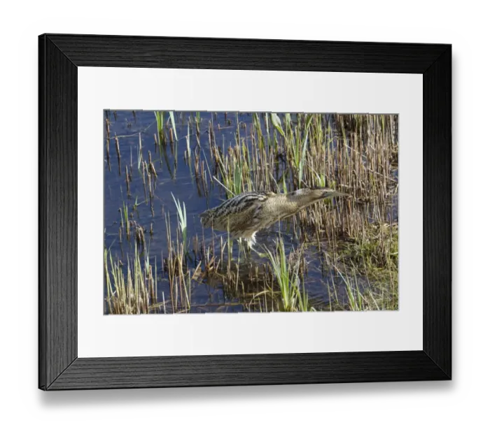 Framed Print : Great Bittern (Botaurus stellaris) adult, with stickleback in beak, fishing in reedbed, England, April Framed Print : Great Bittern (Botaurus stellaris) adult, with stickleback in beak, fishing in reedbed, England, April