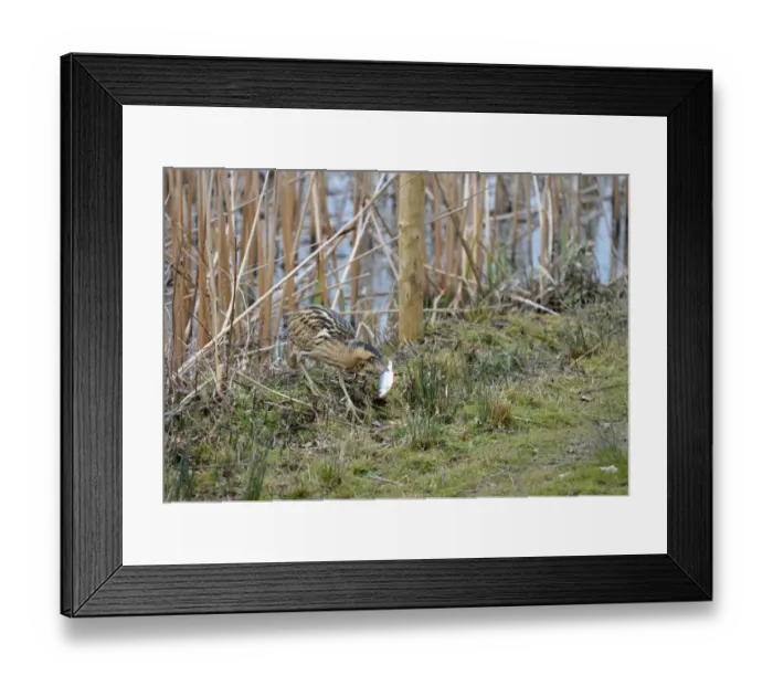 Framed Print : Great Bittern (Botaurus stellaris) adult, feeding, with Common Rudd (Scardinius erythrophthalmus) prey in beak Framed Print : Great Bittern (Botaurus stellaris) adult, feeding, with Common Rudd (Scardinius erythrophthalmus) prey in beak