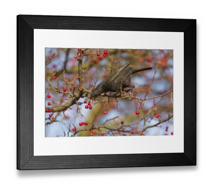 Framed Print : European Blackbird (Turdus merula) immature male, first winter plumage, feeding on berries, Ipswich, Suffolk, England Framed Print : European Blackbird (Turdus merula) immature male, first winter plumage, feeding on berries, Ipswich, Suffolk, England