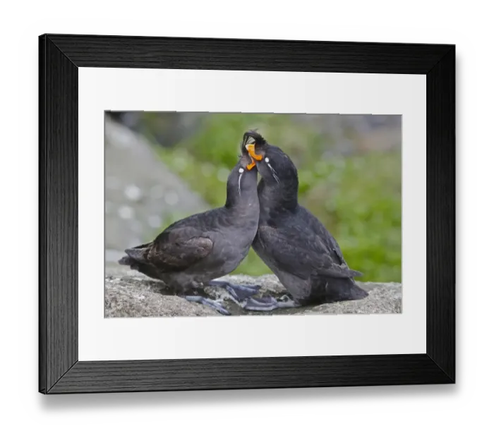Framed Print : Crested Auklet (Aethia cristatella) adult pair, breeding plumage, in courtship display