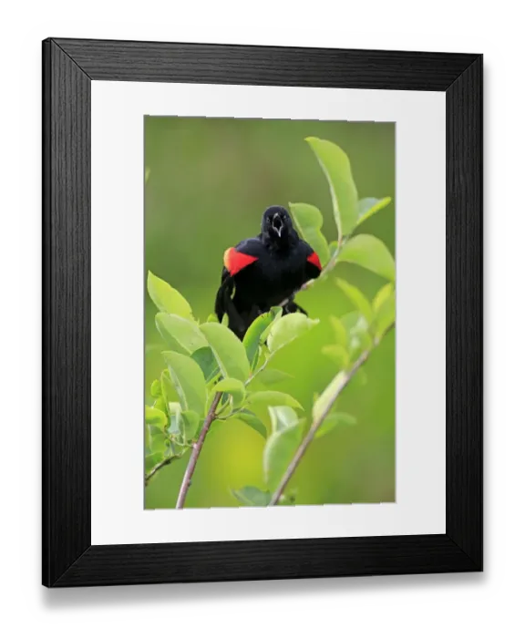 Framed Print : Red-winged Blackbird (Agelaius phoeniceus) adult male, singing, perched on twig, Wakodahatchee Wetlands, Delray Beach Framed Print : Red-winged Blackbird (Agelaius phoeniceus) adult male, singing, perched on twig, Wakodahatchee Wetlands, Delray Beach