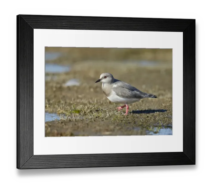 Framed Print : Magellanic Plover (Pluvianellus socialis) adult, walking at edge of water, El Calafate, Santa Cruz Province, Patagonia Framed Print : Magellanic Plover (Pluvianellus socialis) adult, walking at edge of water, El Calafate, Santa Cruz Province, Patagonia