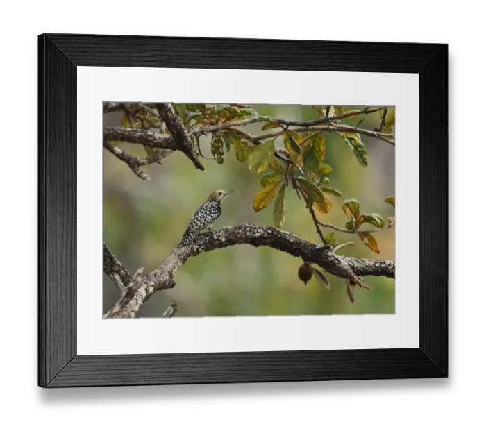 Framed Print : Yellow-crowned Woodpecker (Dendrocopos mahrattensis mahrattensis) adult female, perched on branch, Tmatboey, Cambodia Framed Print : Yellow-crowned Woodpecker (Dendrocopos mahrattensis mahrattensis) adult female, perched on branch, Tmatboey, Cambodia