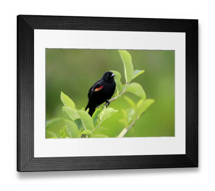 Framed Print : Red-winged Blackbird (Agelaius phoeniceus) adult male, perched on twig, Wakodahatchee Wetlands, Delray Beach, Florida Framed Print : Red-winged Blackbird (Agelaius phoeniceus) adult male, perched on twig, Wakodahatchee Wetlands, Delray Beach, Florida