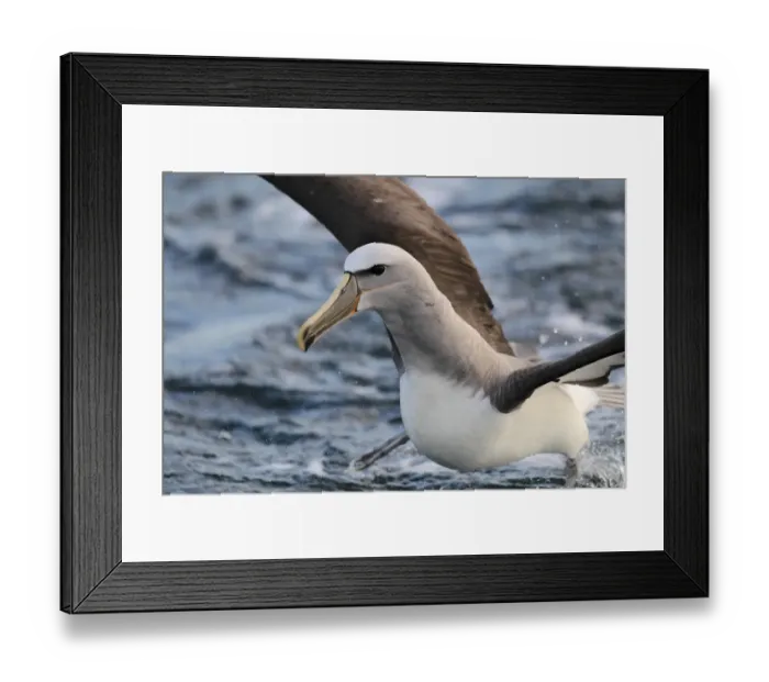 Framed Print : Salvins Albatross (Thalassarche salvini) adult, taking off from surface of sea, off New Zealand, March Framed Print : Salvins Albatross (Thalassarche salvini) adult, taking off from surface of sea, off New Zealand, March