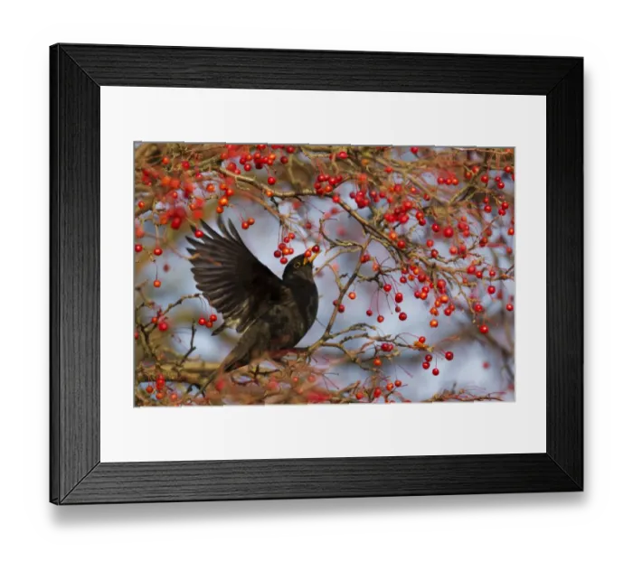 Framed Print : European Blackbird (Turdus merula) adult male, feeding on berries, Ipswich, Suffolk, England, December Framed Print : European Blackbird (Turdus merula) adult male, feeding on berries, Ipswich, Suffolk, England, December