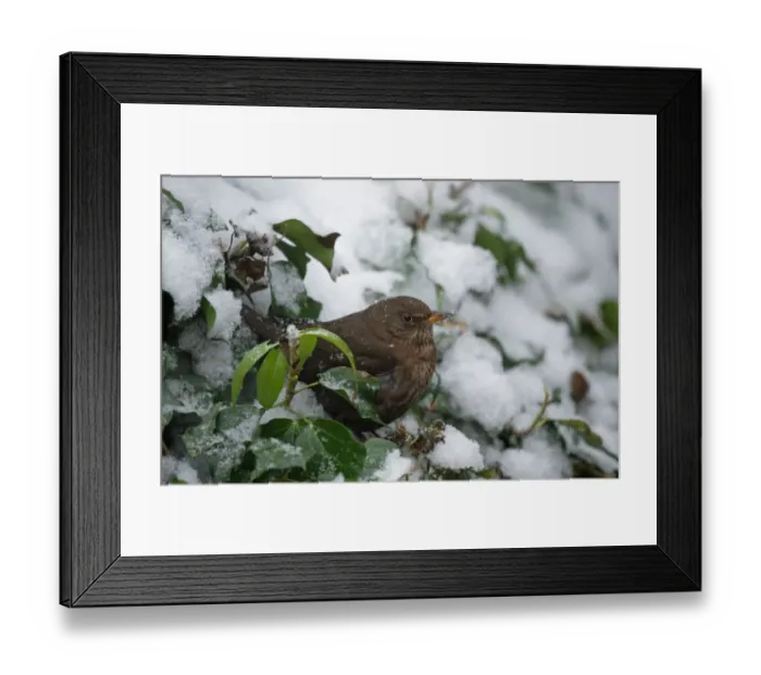 Framed Print : European Blackbird (Turdus merula) adult female, perched amongst snow covered Common Ivy (Hedera helix) leaves Framed Print : European Blackbird (Turdus merula) adult female, perched amongst snow covered Common Ivy (Hedera helix) leaves