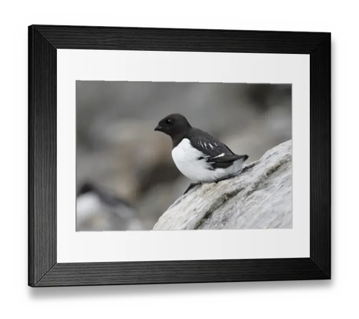 Framed Print : Little Auk (Alle alle) adult, summer plumage, sitting on rock during rainfall, Fulglesongen, Spitzbergen, Svalbard Framed Print : Little Auk (Alle alle) adult, summer plumage, sitting on rock during rainfall, Fulglesongen, Spitzbergen, Svalbard