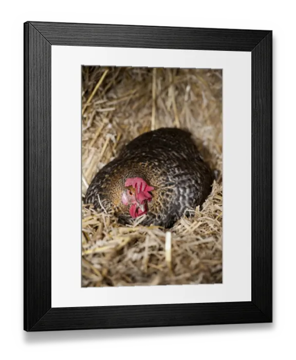 Framed Print : Domestic Chicken, broody hen, sitting on nest amongst bales of straw, England, February