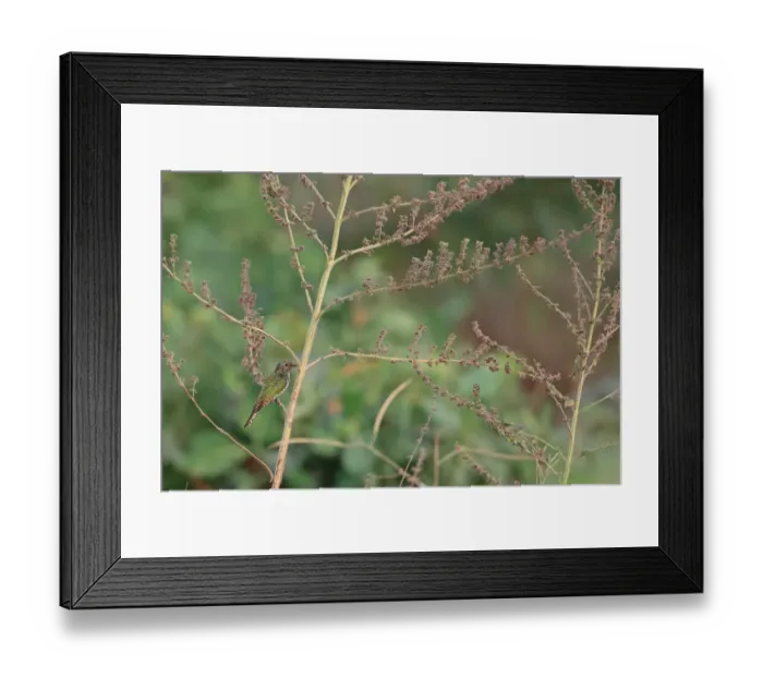 Framed Print : Klss Cuckoo (Chrysococcyx kls) juvenile, perched on stem, Gambia, January Framed Print : Klss Cuckoo (Chrysococcyx kls) juvenile, perched on stem, Gambia, January