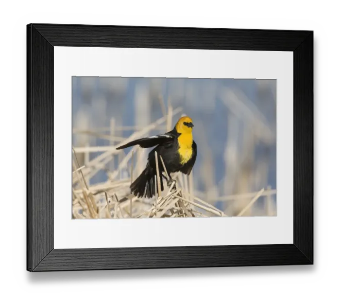 Framed Print : Yellow-headed Blackbird (Xanthocephalus xanthocephalus) adult male, singing and displaying, perched on stems Framed Print : Yellow-headed Blackbird (Xanthocephalus xanthocephalus) adult male, singing and displaying, perched on stems