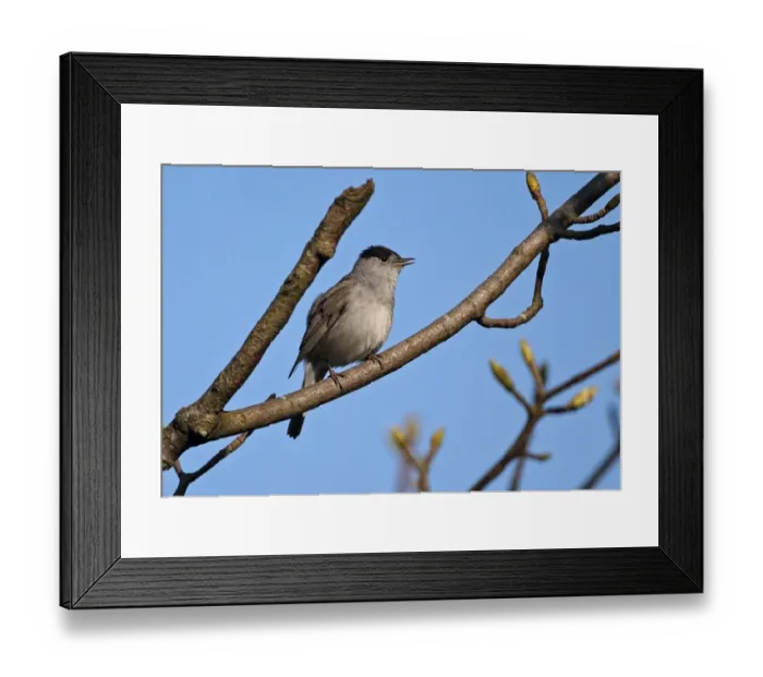 Framed Print : Blackcap (Sylvia atricapilla) adult male, singing, perched on branch, Norfolk, England, May Framed Print : Blackcap (Sylvia atricapilla) adult male, singing, perched on branch, Norfolk, England, May