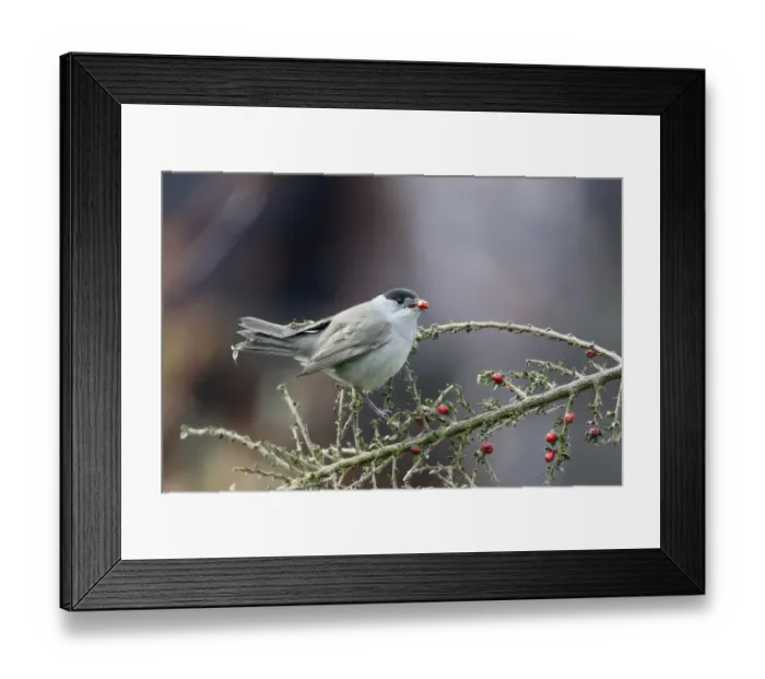 Framed Print : Blackcap (Sylvia atricapilla) adult male, feeding on cotoneaster berries in garden, Warwickshire, England, April