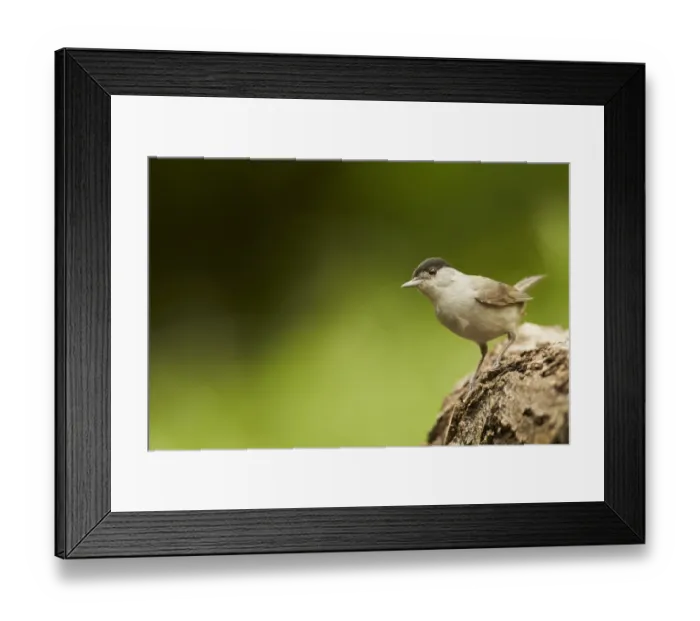 Framed Print : Blackcap (Sylvia atricapilla) adult male, perched on log in woodland, Hungary, May