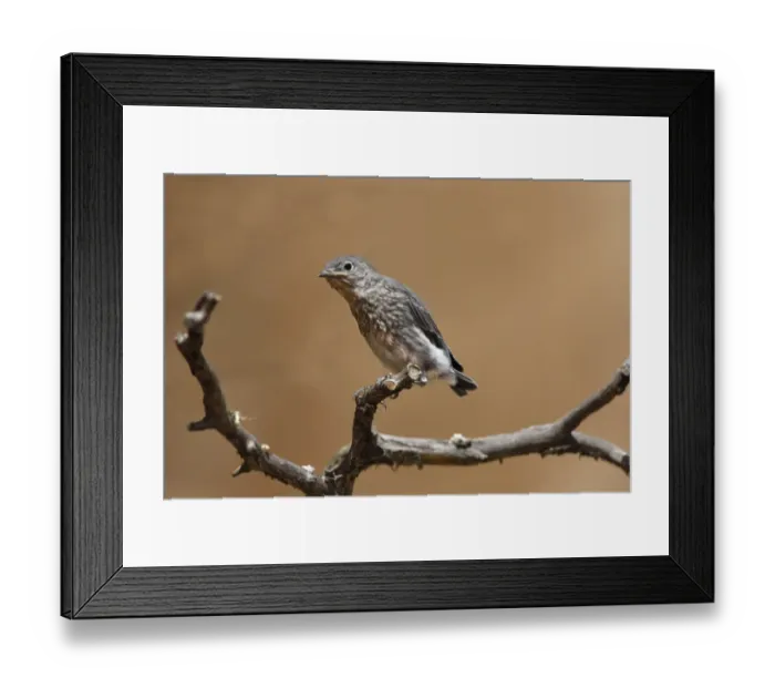 Framed Print : Mountain Bluebird (Sialia currucoides) juvenile, perched on branch, Utah, U. S. A. May Framed Print : Mountain Bluebird (Sialia currucoides) juvenile, perched on branch, Utah, U. S. A. May