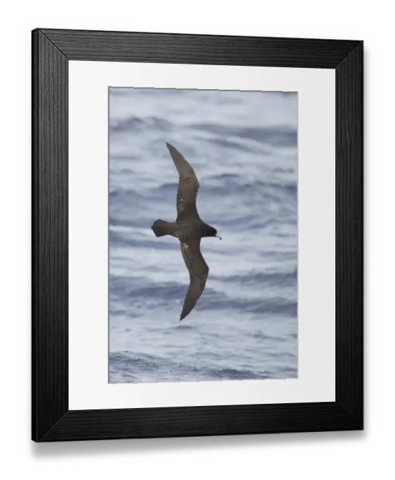 Framed Print : Westland Petrel (Procellaria westlandica) adult, in flight at sea, off New Zealand, March