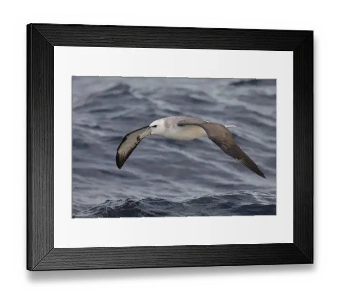Framed Print : White-capped Albatross (Thalassarche steadi) immature, in flight over sea, off New Zealand, March Framed Print : White-capped Albatross (Thalassarche steadi) immature, in flight over sea, off New Zealand, March