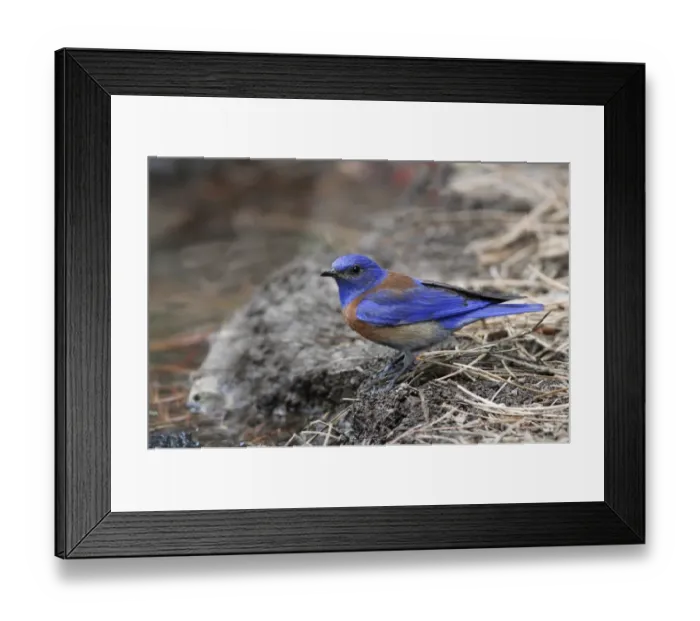 Framed Print : Western Bluebird (Sialia mexicana) adult male, drinking at pool, Utah, U. S. A. June Framed Print : Western Bluebird (Sialia mexicana) adult male, drinking at pool, Utah, U. S. A. June
