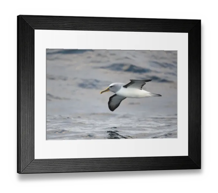 Framed Print : Bullers Albatross (Thalassarche bulleri) adult, in flight at sea, off New Zealand, March Framed Print : Bullers Albatross (Thalassarche bulleri) adult, in flight at sea, off New Zealand, March