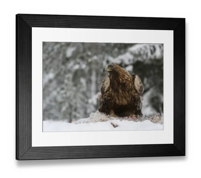Framed Print : Golden Eagle (Aquila chrysaetos) adult, feeding on carrion in snow, Utajarvi, Oulu Province, Northern Ostrobothnia Framed Print : Golden Eagle (Aquila chrysaetos) adult, feeding on carrion in snow, Utajarvi, Oulu Province, Northern Ostrobothnia