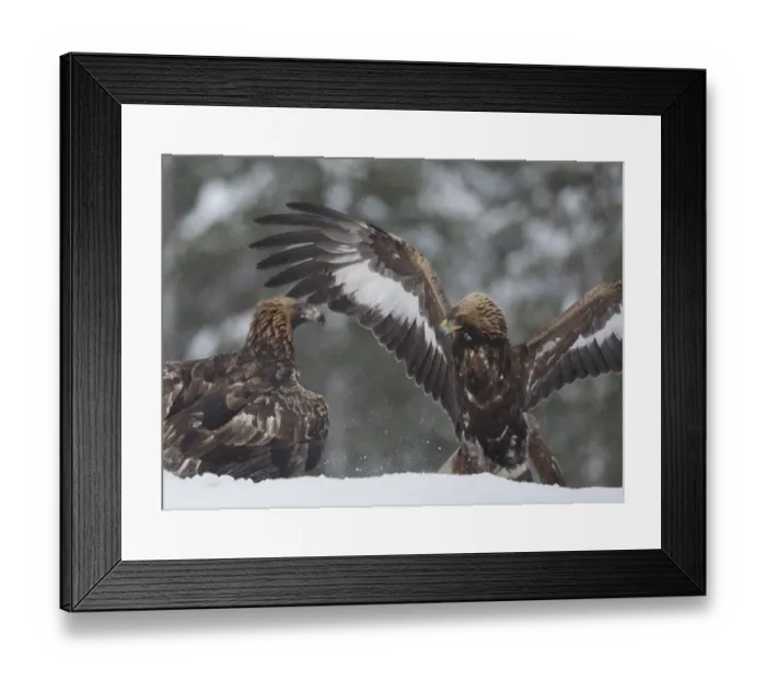 Framed Print : Golden Eagle (Aquila chrysaetos) adult and immature, fighting in snow during snowfall, Finland, February Framed Print : Golden Eagle (Aquila chrysaetos) adult and immature, fighting in snow during snowfall, Finland, February