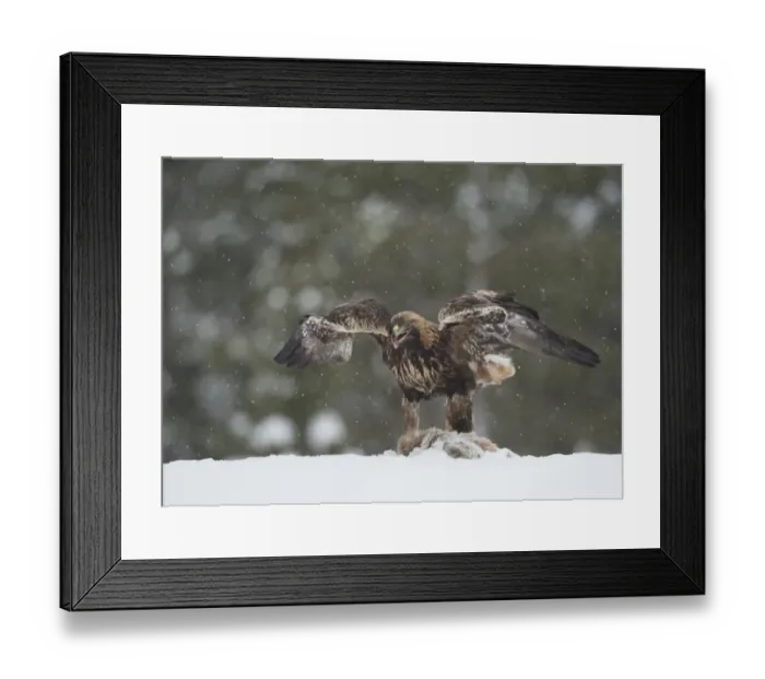 Framed Print : Golden Eagle (Aquila chrysaetos) adult, feeding on carcase in snow during snowfall, Finland, February Framed Print : Golden Eagle (Aquila chrysaetos) adult, feeding on carcase in snow during snowfall, Finland, February