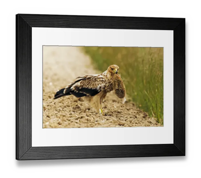 Framed Print : Spanish Imperial Eagle (Aquila adalberti) immature, second year plumage, feeding on hedgehog prey, Castilla y Leon Framed Print : Spanish Imperial Eagle (Aquila adalberti) immature, second year plumage, feeding on hedgehog prey, Castilla y Leon