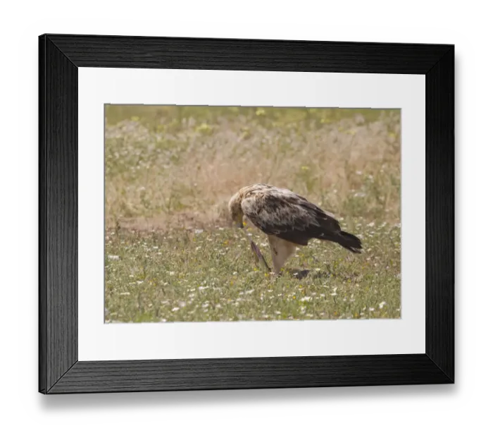 Framed Print : Spanish Imperial Eagle (Aquila adalberti) immature, third year plumage, feeding on Montpellier snake Framed Print : Spanish Imperial Eagle (Aquila adalberti) immature, third year plumage, feeding on Montpellier snake