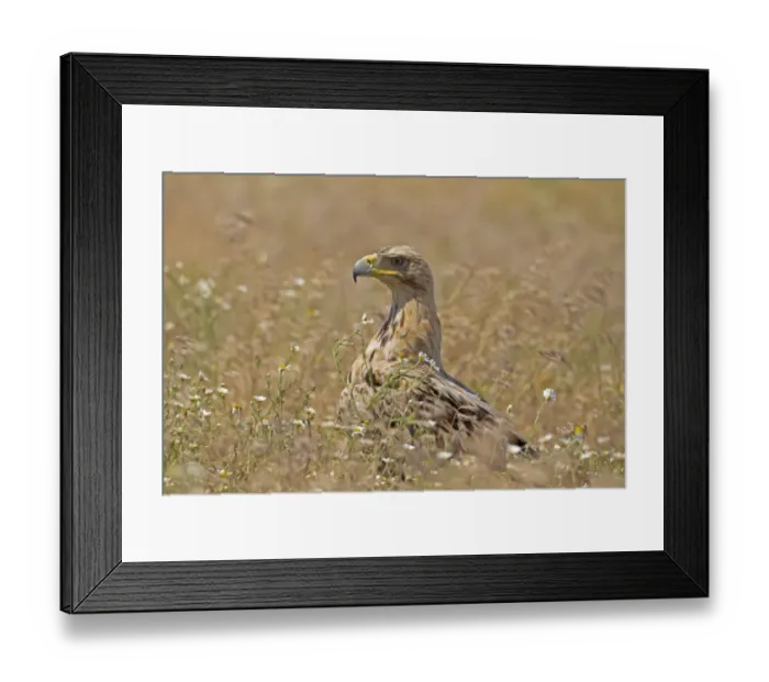 Framed Print : Spanish Imperial Eagle (Aquila adalberti) immature, third year plumage, standing in grassy field, Castilla y Leon Framed Print : Spanish Imperial Eagle (Aquila adalberti) immature, third year plumage, standing in grassy field, Castilla y Leon