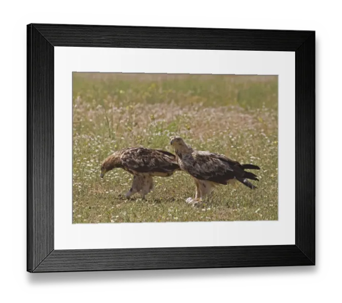 Framed Print : Spanish Imperial Eagle (Aquila adalberti) two immatures, third and fourth year plumage, feeding, standing in field Framed Print : Spanish Imperial Eagle (Aquila adalberti) two immatures, third and fourth year plumage, feeding, standing in field