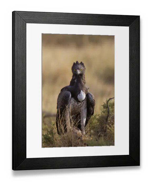 Framed Print : Martial Eagle (Polemaetus bellicosus) adult, with prey in talons, on ground in dry savannah, Samburu National Reserve Framed Print : Martial Eagle (Polemaetus bellicosus) adult, with prey in talons, on ground in dry savannah, Samburu National Reserve