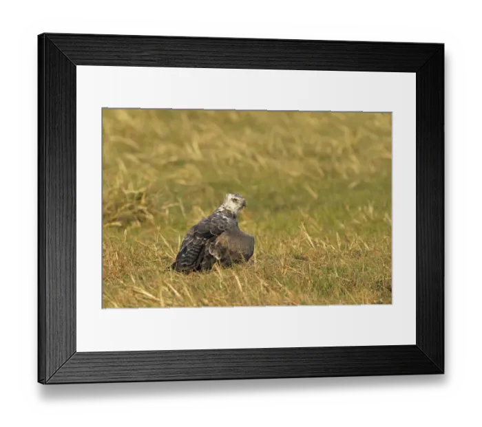 Framed Print : Martial Eagle (Polemaetus bellicosus) juvenile, mantling prey on ground, Kafue N. P. Zambia, September