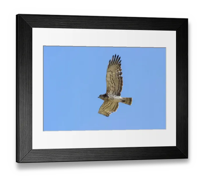 Framed Print : Short-toed Eagle (Circaetus gallicus) adult, in flight, during spring migration, Italy, March Framed Print : Short-toed Eagle (Circaetus gallicus) adult, in flight, during spring migration, Italy, March