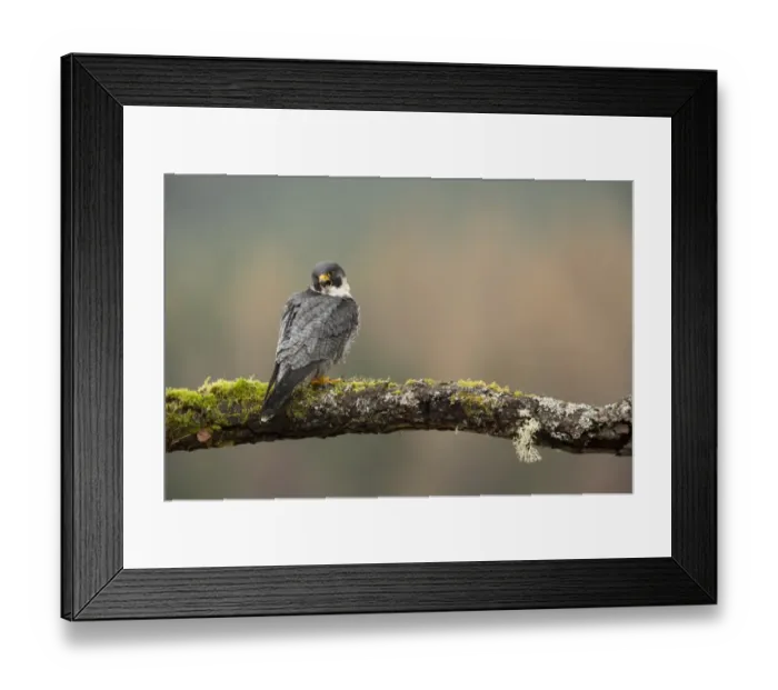 Framed Print : Peregrine Falcon (Falco peregrinus) adult male, calling, perched on moss and lichen covered branch, Scotland