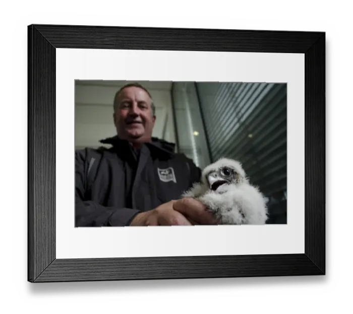 Framed Print : Peregrine Falcon (Falco peregrinus) chick, held by Wildlife Trust volunteer, from nest on city university building Framed Print : Peregrine Falcon (Falco peregrinus) chick, held by Wildlife Trust volunteer, from nest on city university building