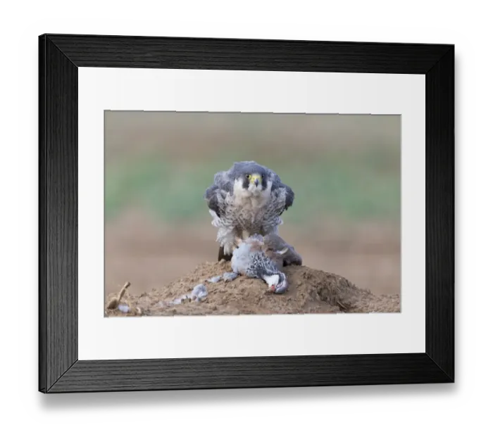 Framed Print : Peregrine Falcon (Falco peregrinus) adult, rousing to put feathers into position Framed Print : Peregrine Falcon (Falco peregrinus) adult, rousing to put feathers into position