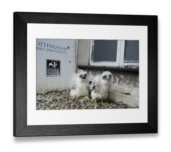 Framed Print : Peregrine Falcon (Falco peregrinus) three chicks, at nest on city university building, Nottingham Trent University Framed Print : Peregrine Falcon (Falco peregrinus) three chicks, at nest on city university building, Nottingham Trent University