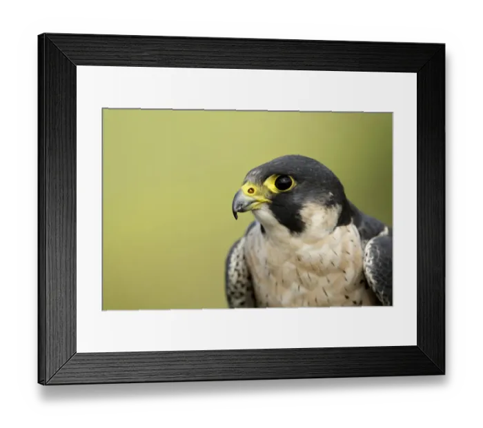 Framed Print : Peregrine Falcon (Falco peregrinus) adult male, close-up of head, England, August (captive) Framed Print : Peregrine Falcon (Falco peregrinus) adult male, close-up of head, England, August (captive)
