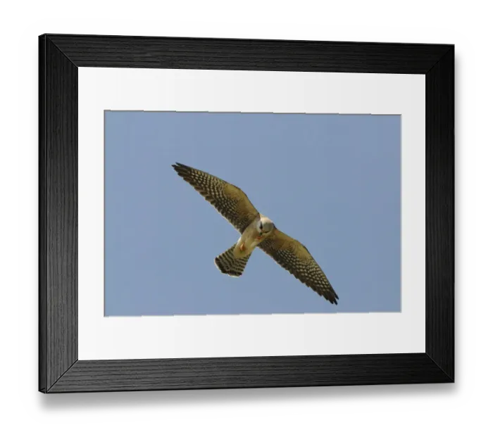 Framed Print : Red-footed Falcon (Falco vespertinus) adult female, in flight, feeding in mid-air, Lemnos, Greece, April Framed Print : Red-footed Falcon (Falco vespertinus) adult female, in flight, feeding in mid-air, Lemnos, Greece, April