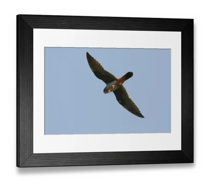 Framed Print : Red-footed Falcon (Falco vespertinus) adult male, in flight, feeding in mid-air, Lemnos, Greece, April Framed Print : Red-footed Falcon (Falco vespertinus) adult male, in flight, feeding in mid-air, Lemnos, Greece, April